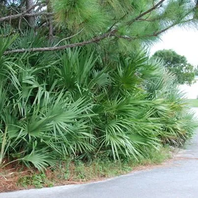 thumbnail for publication: Serenoa repens: Saw Palmetto